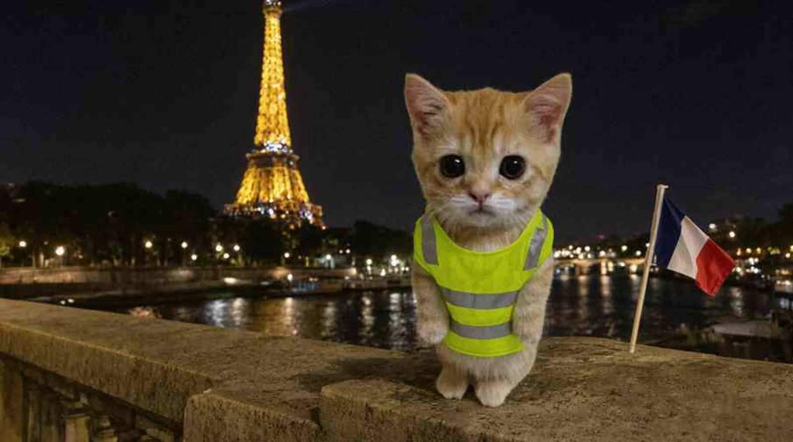 Gato at the Eiffel Tower at night